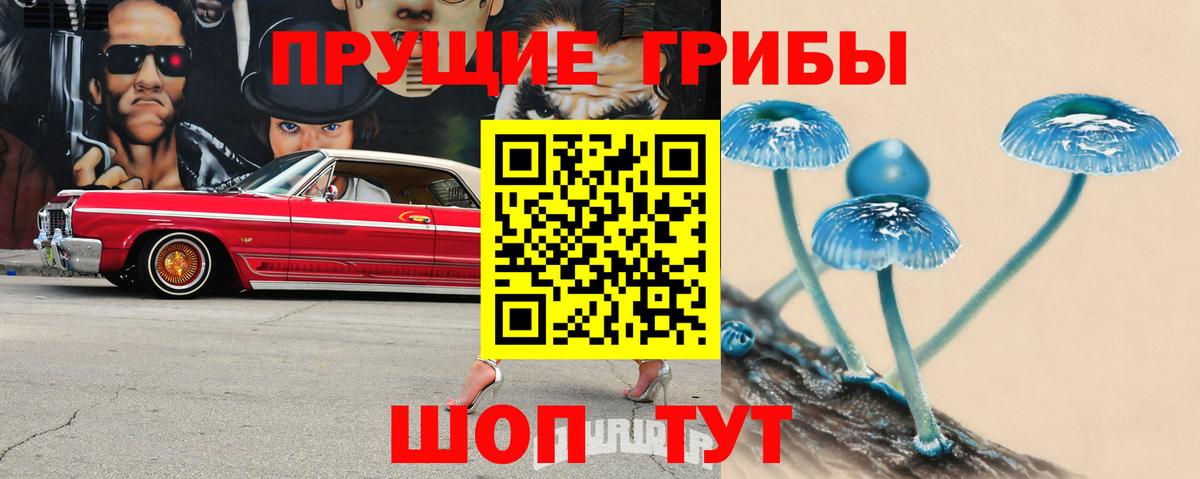 Псилоцибиновые грибы Psilocybe Соликамск